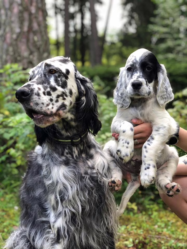 L litter
