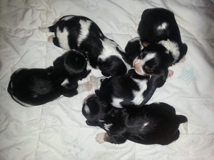 D litter