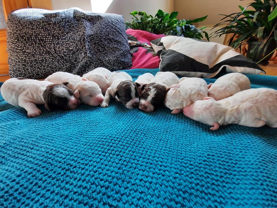 R litter