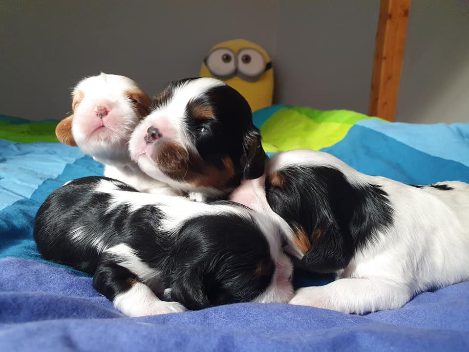 S litter